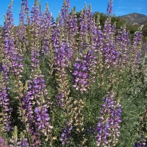 Bush lupine (Lupinus albifrons) on the Porter Trail