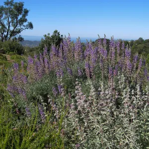 Bush lupine and purple sage on the Porter Trail