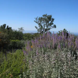Bush lupine and purple sage on the Porter Trail