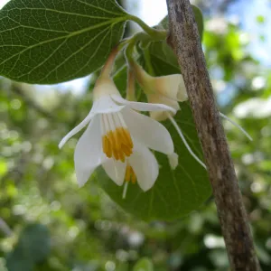 Styrax redivivus on the Campbell Trail
