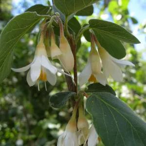 Styrax redivivus on the Campbell Trail