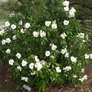 Carpenteria californica on the Porter Trail