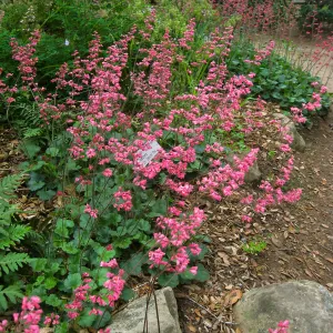 Heuchera 'Canyon Pink'