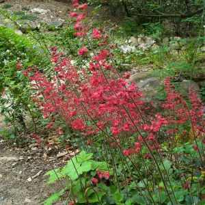 Heuchera 'Canyon Delight'