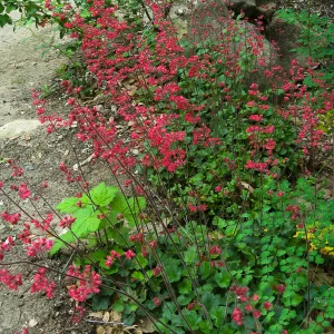 Heuchera 'Canyon Delight'