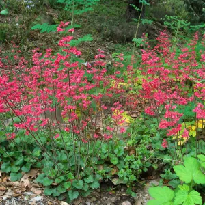 Heuchera 'Canyon Delight' in the Arroyo