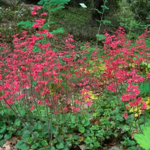 Heuchera 'Canyon Delight'