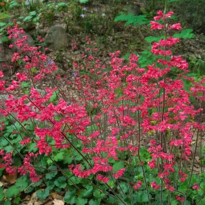Heuchera 'Canyon Delight'