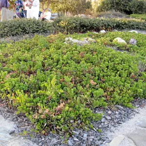 Ground cover manzanita at the Connelly garden in Hollister Ranch