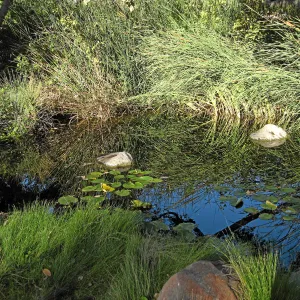 Pond with oak tree reflection