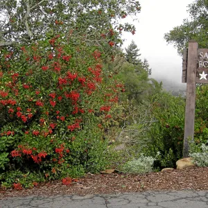 Toyon in fruit at top of parking lot with entry sign