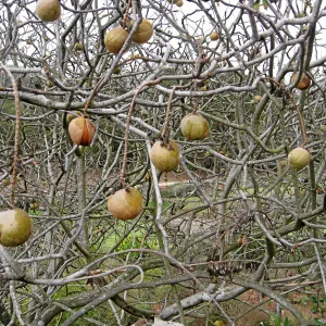 Buckeye fruit, Aesculus 