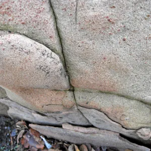 Sandstone boulders in the Desert Section