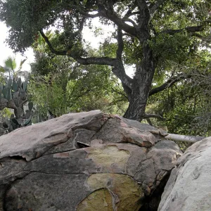 Sandstone boulders in the Desert Section
