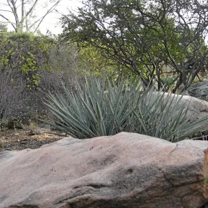Sandstone boulders in the Desert Section