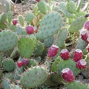 Opuntia vaseyi in fruit in the Desert Section