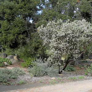 Arctostaphylos glauca in flower on west side of the Meadow