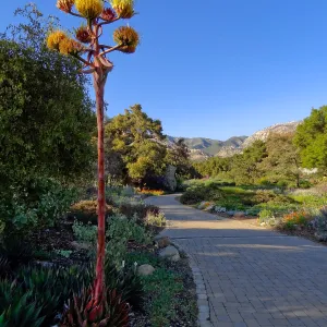 Agave shawii inflorescence, in bloom in the Desert Section
