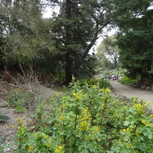Berberis nevinii in bloom, Arroyo Section