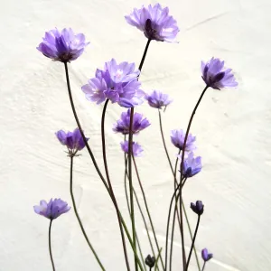 Dichelostemma flowers