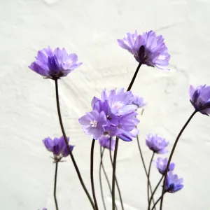 Dichelostemma flowers