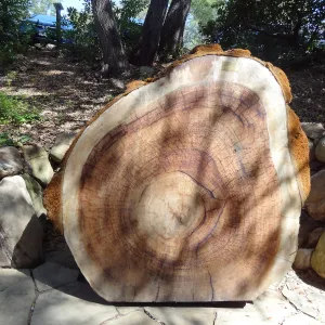 Giant Sequoia, Sequoiadendron gigantea, new Redwood round in the Arroyo Section, 