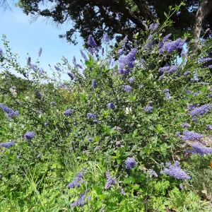 Ceanothus (California Lilac) growing on the Porter Trail, SBBG