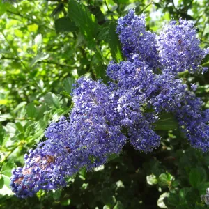 Ceanothus (California Lilac) growing on the Porter Trail, SBBG