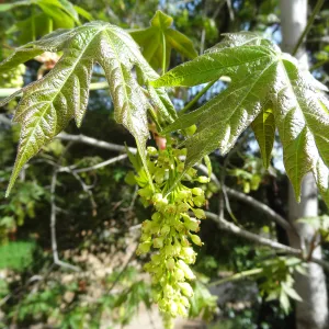 Sycamore inflorescence and leaves