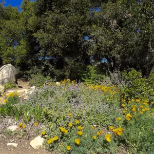 Meadow Oaks, SBBG
