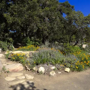 Meadow Oaks, SBBG
