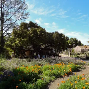 lower Meadow in bloom, wildflower display, Garden Shop, Entrance oak, SBBG