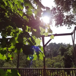 Grape vine on the Garden Terrace structure, SBBG