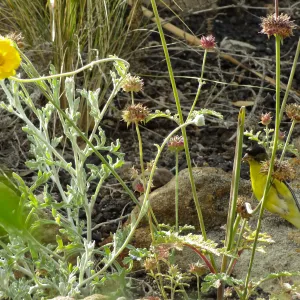 Gold finch, Desert Section, SBBG, bird