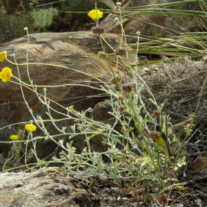 Gold finch, Desert Section, SBBG, bird