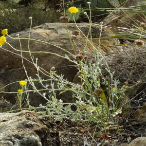 Gold finch, Desert Section, SBBG, bird
