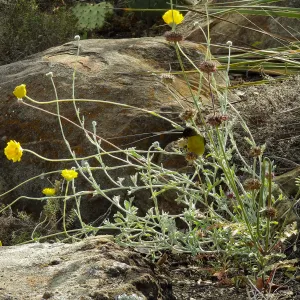 Gold finch, Desert Section, SBBG, bird
