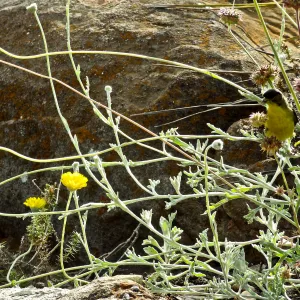 Gold finch, Desert Section, SBBG, bird