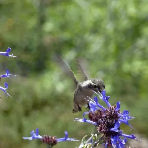 Hummingbird visiting Salvia (Sage), SBBG