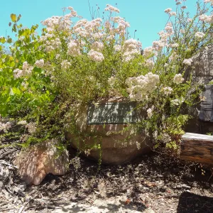 Mr. and Mrs. William Stratton Porter Bench (bench #64) on Porter Trail, plaque on boulder, SBBG