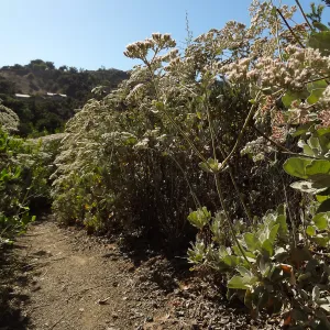 Porter Trail spur to Hort building, Eriogonum (wild buckwheat) in bloom, SBBG