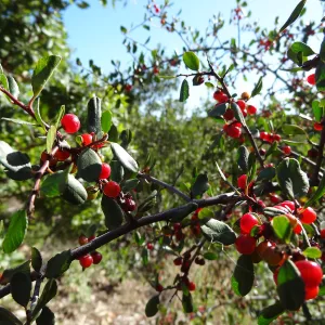 red berries, Rhamnus, Porter Trail, SBBG