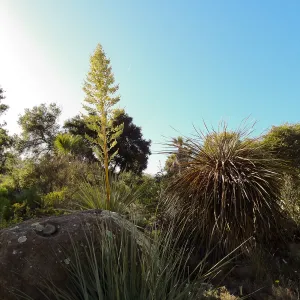 SBBG Desert Section