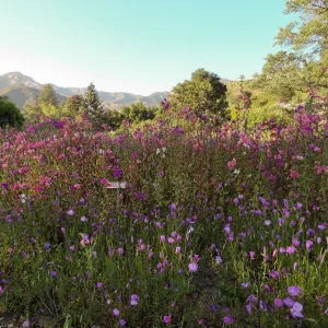wildflowers in the Meadow, Clarkia