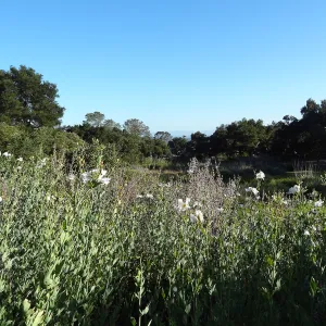 Matillija poppies in bloom, top of the Meadow, SBBG