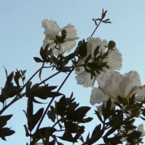Matillija poppies in bloom, top of the Meadow, SBBG