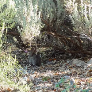 bunny, rabbit, Desert Section, SBBG
