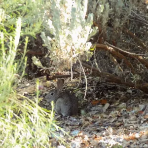 bunny, rabbit, Desert Section, SBBG