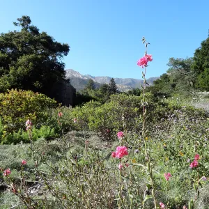 SBBG Meadow