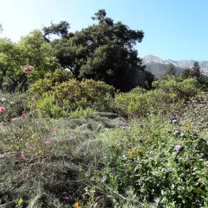 SBBG Meadow